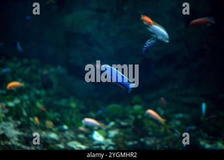 Les poissons de récif corallien, connus pour leurs couleurs vives et leurs espèces variées, prospèrent dans l'environnement dynamique du zoo de Wrocław, captivant les visiteurs avec le Banque D'Images