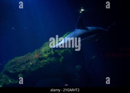 Le requin des Galapagos, reconnu pour son corps robuste et sa nageoire dorsale distinctive, glisse dans les eaux du zoo de Wrocław, captivant les visiteurs avec lui Banque D'Images