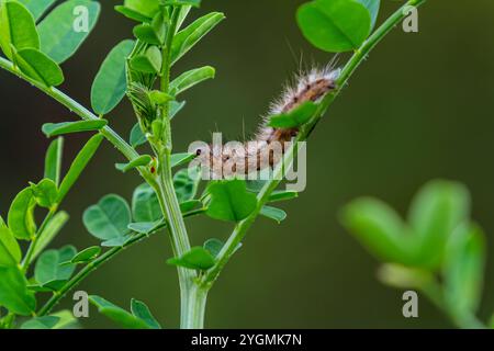 chenille poilue sur des feuilles vertes fraîches juteuses. chenille à fourrure sur fond flou doux. Banque D'Images