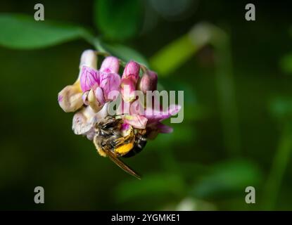 Bourdon assis sur une fleur de chardon, gros plan. Vue de face. Espèce Bombus. Banque D'Images