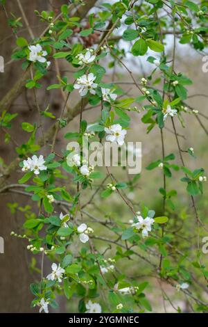 Exochorda × macrantha la mariée, perle la mariée, fleurs blanches en courtes racèmes au printemps Banque D'Images