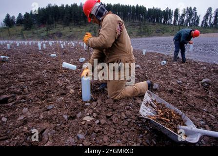 Végétation de placage, mine de Homestake, Dakota du Sud, États-Unis. Banque D'Images