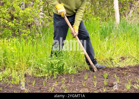 Un jardinier cultive le sol avec une houe parmi l'herbe verte vibrante par une journée ensoleillée au printemps Banque D'Images