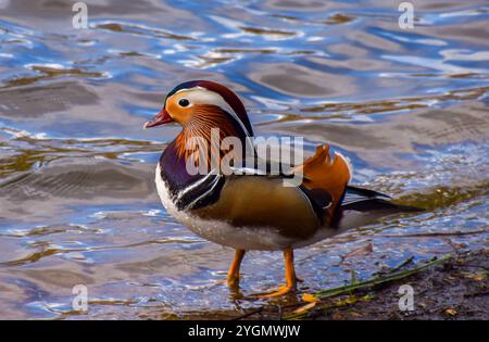 Londres, Royaume-Uni. 31 mars 2022. Un canard mandarin mâle se tient à côté d'un étang de parc. Crédit : Vuk Valcic/Alamy Banque D'Images