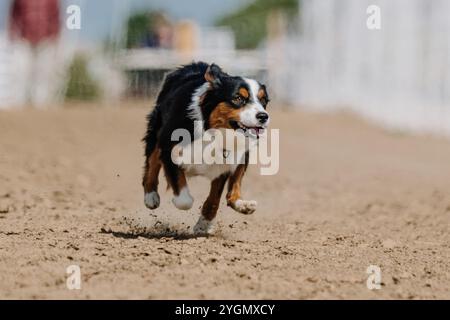 Miniature American Shepherd Running Lure course Sprint Dog Sport Banque D'Images