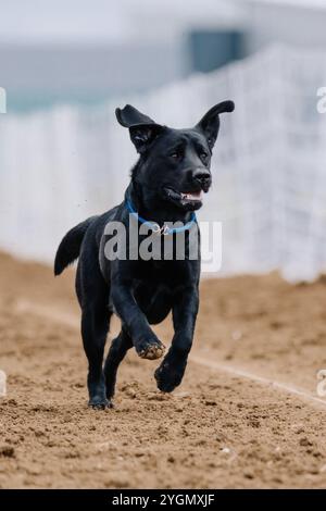 Black Lab Labrador Retriever Running Lure course Sprint Dog Sport Banque D'Images