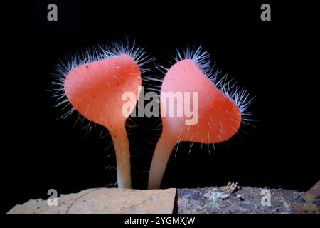 Cookeina Tricholoma également connu sous son nom commun tasse tropicale bristly Banque D'Images