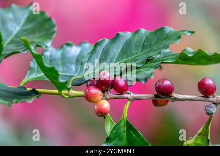 Cerises de café crues rouges non mûres sur la branche, source de grains de café. Tarcoles, Costa Rica Banque D'Images