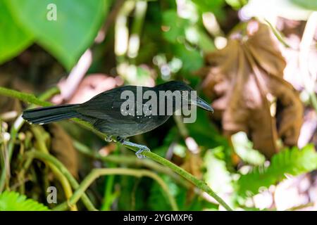 Fourrure à capuchon noir (Thamnophilus bridgesi), espèce d'oiseau de la sous-famille des Thamnophilinae de la famille des Thamnophilidae. Parc national Manuel Antonio. Wi Banque D'Images