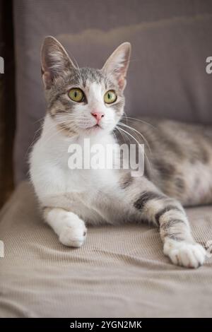 Chat Tabby gris ludique avec les yeux jaunes se relaxant paisiblement Banque D'Images