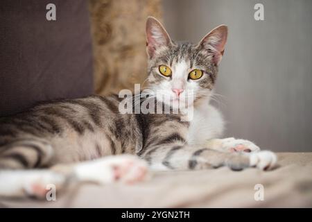 Adorable chat Tabby gris avec les yeux jaunes se relaxant paisiblement Banque D'Images