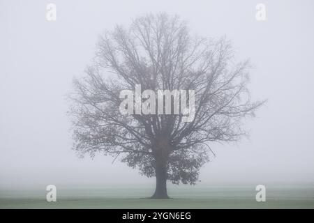 Un arbre autonome se dresse dans un champ dans un brouillard dense, Markee, Brandenburg, 06.11.2024., Markee, Brandebourg, Allemagne, Europe Banque D'Images