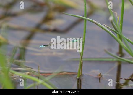 Rare Damselfly à queue bleue ou petit Bluetip ou petit Bluetail mâle - Ischnura pumilio Banque D'Images