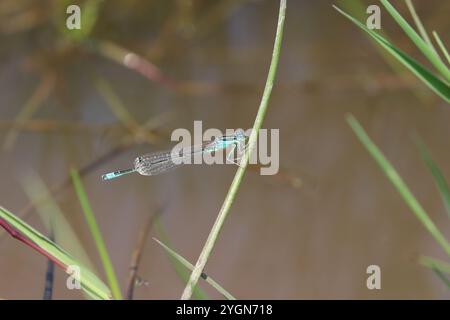 Rare Damselfly à queue bleue ou petit Bluetip ou petit Bluetail mâle - Ischnura pumilio Banque D'Images