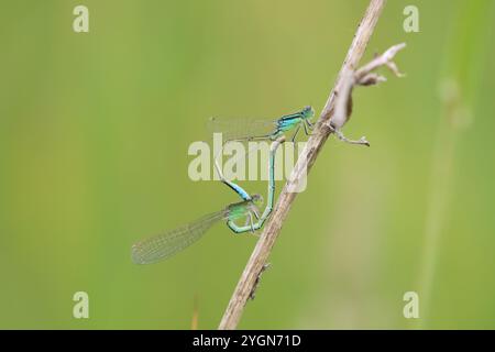 Rare paire d'accouplement à queue bleue Damselfly ou Small Bluetip ou Small Bluetail - Ischnura pumilio Banque D'Images