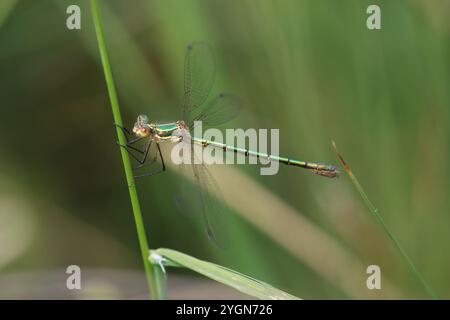 Rare Emerald Damselfly ou Robust Spreadwing ou Turlough Spreadwing femelle - Lestes dryas Banque D'Images