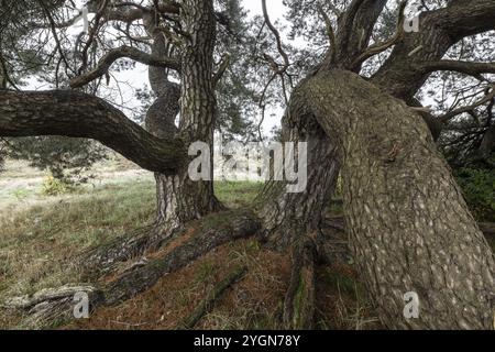 Vieux pin sylvestre (Pinus sylvestris), Emsland, basse-Saxe, Allemagne, Europe Banque D'Images