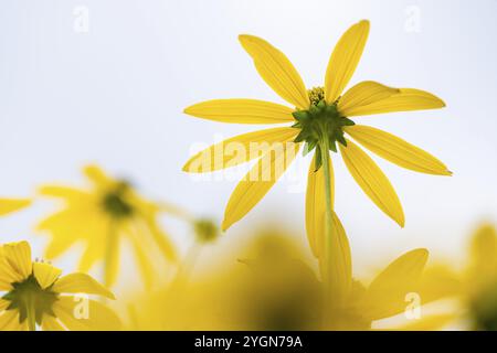 Rudbeckia fulgida (Rudbeckia fulgida), macro photographie d'une fleur jaune sur un ciel d'été lumineux, jardins botaniques royaux (jardins de Kew), UNESCO WO Banque D'Images
