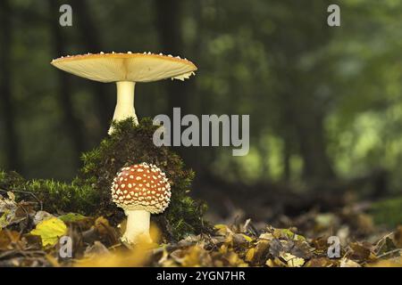 Deux mouches agariques (Amanita muscaria) dans une forêt d'automne avec un sol couvert de mousse et des feuilles, Hesse, Allemagne, Europe Banque D'Images