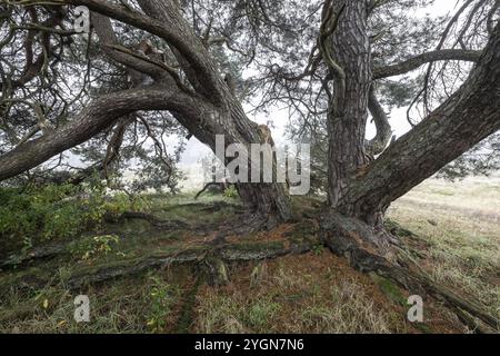 Vieux pin sylvestre (Pinus sylvestris), Emsland, basse-Saxe, Allemagne, Europe Banque D'Images