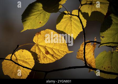 Feuilles de hêtre de couleur automnale contre la lumière, Stuttgart, Bade-Wuerttemberg, Allemagne, Europe Banque D'Images