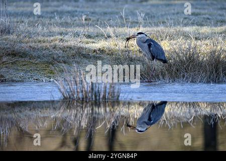 Héron gris (Ardea cinerea), chasse, avec grenouille commune capturée, reflet dans l'eau, réserve naturelle de Dingdener Heide, Rhénanie du Nord-Westphalie, Germa Banque D'Images