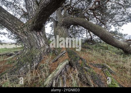 Vieux pin sylvestre (Pinus sylvestris), Emsland, basse-Saxe, Allemagne, Europe Banque D'Images