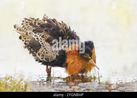 Ruff (Philomachus pugnax), mâle adulte dans le plumage splendeur, debout dans la prairie humide, oiseaux de snipe, faune, Ochsenmoor, Duemmer Voir parc naturel Park, H Banque D'Images