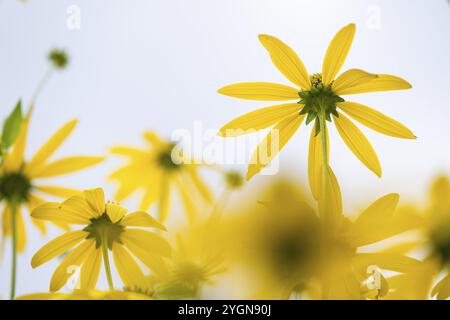 Rudbeckia fulgida (Rudbeckia fulgida), macro photographie d'une fleur jaune sur un ciel d'été lumineux, jardins botaniques royaux (jardins de Kew), UNESCO WO Banque D'Images