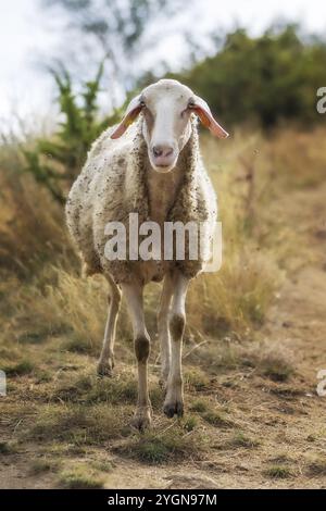 Moutons pleins de bourgeons collants regardant la caméra, troupeau paissant dans une colline Banque D'Images