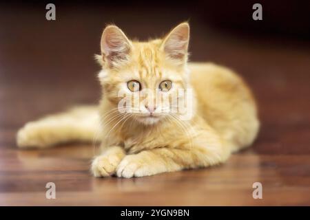 Portrait de chat gingembre ludique allongé sur le sol, à l'intérieur Banque D'Images