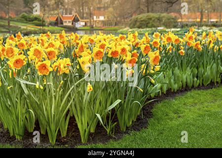 Daffodil fleurit dans les jardins de Keukenhof aux pays-Bas Banque D'Images