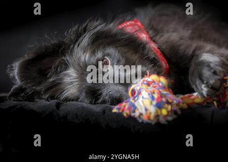 Chien noir chiot couché et mastiquer nœud corde os jouet préféré, oreilles sur le côté. Concept de temps de lecture. Gros plan, espace de copie, arrière-plan Banque D'Images