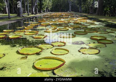 Étang, nénuphars géants, Victoria, plante Victoria (Nymphaeaceae), jardin botanique Sir Seewoosagur Ramgoolam, jardin botanique SSR, également pamplemousse Banque D'Images