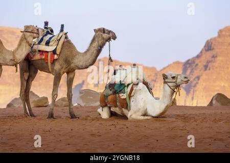 Les chameaux reposent sur le sable dans le désert de Wadi Rum, en Jordanie. Paysage de rochers de grès Banque D'Images