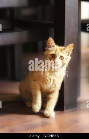 Portrait d'un chaton gingembre joueur assis à l'intérieur Banque D'Images