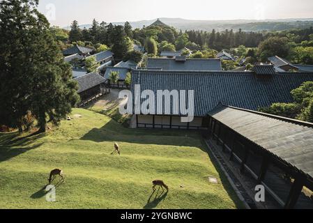 Les cerfs paissent sur une colline à Nara. Des centaines de cerfs (cerfs sika) vivent entre les temples et les sanctuaires du parc de Nara et n'ont pas peur des humains Banque D'Images