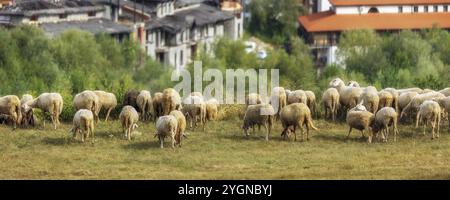 Panorama de bannière de ville d'été de bulgare toutes saisons station Bansko, Bulgarie et troupeau de moutons Banque D'Images