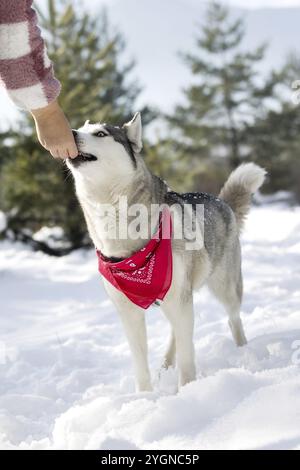 Mignon Husky sibérien aux yeux bleus prend plaisir de la main du propriétaire, gratifiant animal de compagnie, l'hiver en plein air Banque D'Images