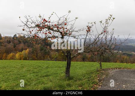 Ambiance automnale, coloration des feuillages à la lisière de la forêt, pommier, St-Andrae-Hoech, pays viticole de Sausal, Styrie, Autriche, Europe Banque D'Images