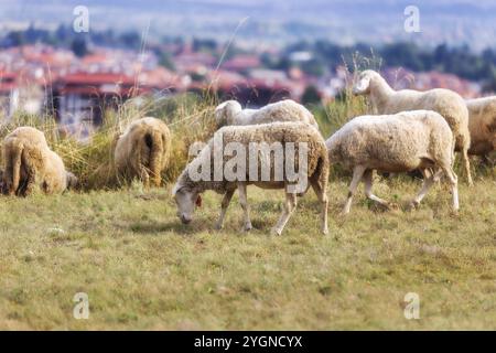 Panorama de la ville d'été all seasons resort bulgare Bansko, Bulgarie et troupeau de moutons Banque D'Images