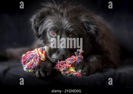 Chien noir chiot couché et mastiquer nœud corde os jouet, portrait sur fond noir Banque D'Images