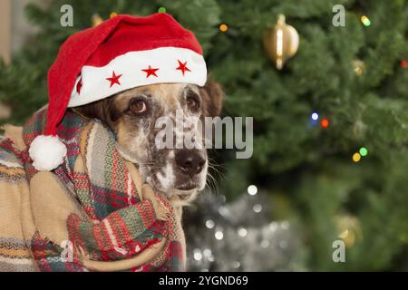 Joyeux Noël et bonne carte du nouvel an, grand chien mixte est assis dans le chapeau et le foulard du Père Noël près de l'arbre de Noël Banque D'Images