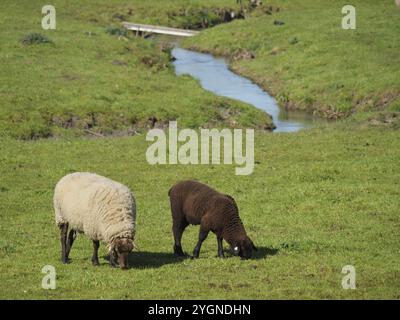 Deux moutons qui paissent sur une prairie verte près d'une petite rivière, Billerbeck, Rhénanie du Nord-Westphalie, Allemagne, Europe Banque D'Images