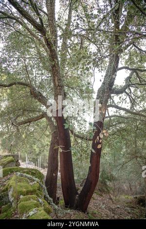 Paysage naturel de chênes-lièges avec liège dans la région de Tras-os-Montes, Alijo, Portugal. Arbre protégé Banque D'Images