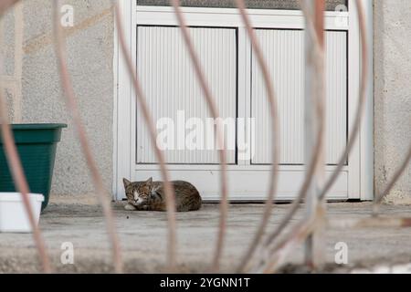 Un chat tabby repose sur un porche en béton près d'une porte blanche, partiellement encadrée par des barres métalliques floues au premier plan, créant un cadre confortable mais protecteur Banque D'Images