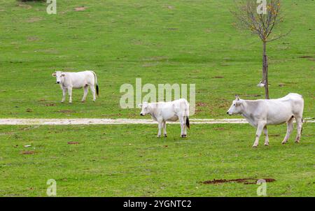 Trois vaches blanches paissent paisiblement dans un pâturage verdoyant, profitant de la tranquillité de la nature par une journée ensoleillée Banque D'Images