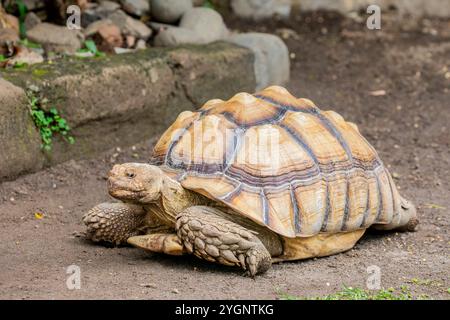 La tortue aiguillée africaine (Centrochelys sulcata) est une espèce de tortue, qui habite le bord sud du désert du Sahara en Afrique. Banque D'Images