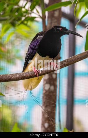 L'oiseau de Paradis mâle à douze fils (Seleucidis melanoleuca) est un oiseau frappant trouvé dans les forêts de plaine et les mangroves de Nouvelle-Guinée. Banque D'Images