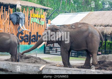 Lembang Indoenisa 1er novembre 2024 : L'éléphant de Sumatra (Elephas maximus sumatranus) mange de la nourriture dans le parc et zoo de Lembang. Banque D'Images